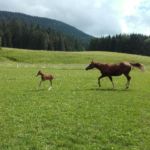 Premier Galop